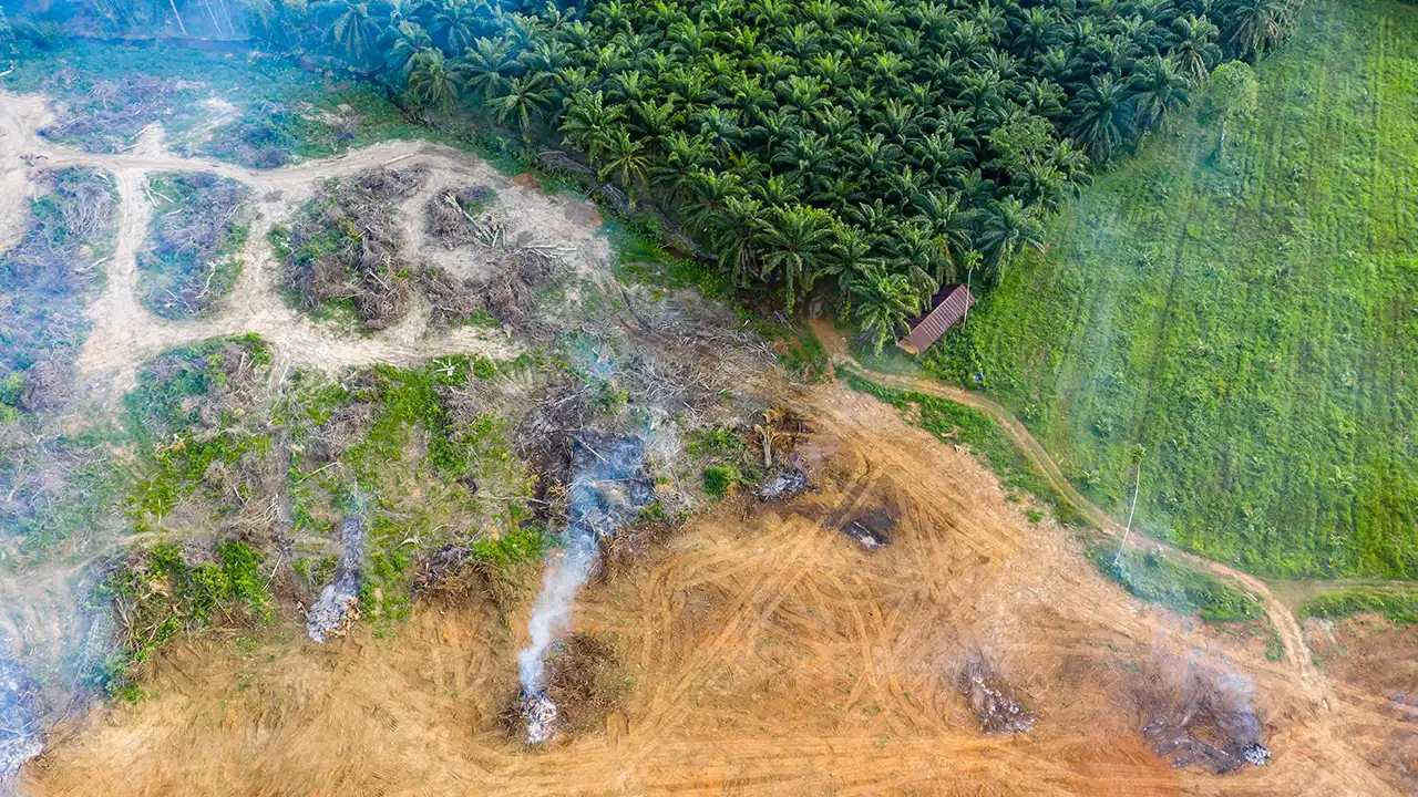 Aerial drone view of rainforest being burnt and cleared to make way for palm and rubber plantations