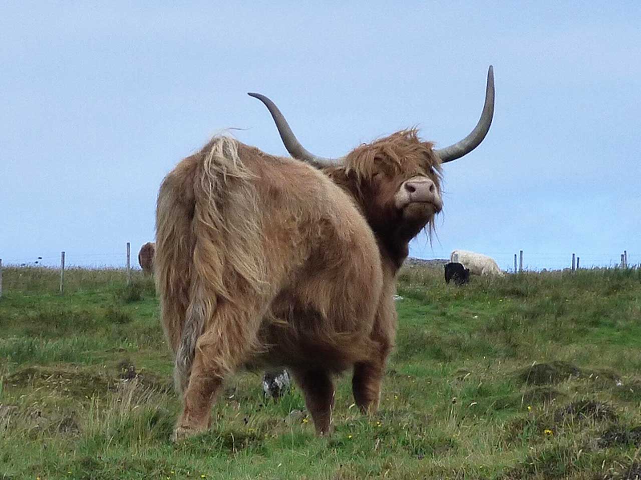 Bessie with the good hair