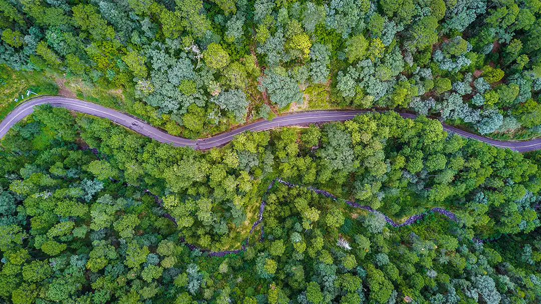 aerial of forest with road