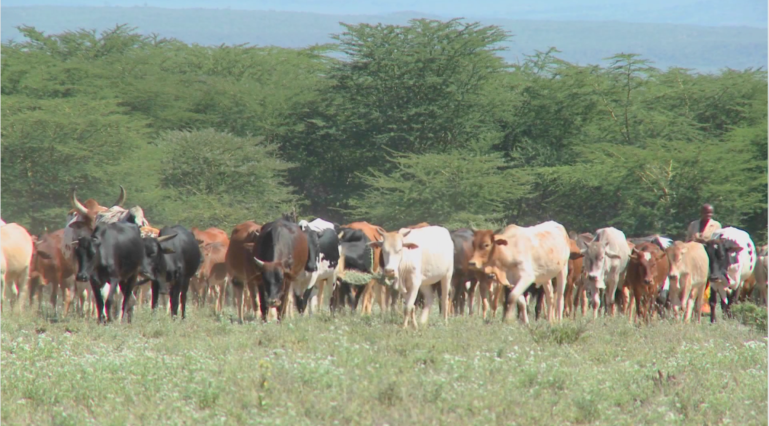 Video: Smart agriculture practices can reduce methane emissions